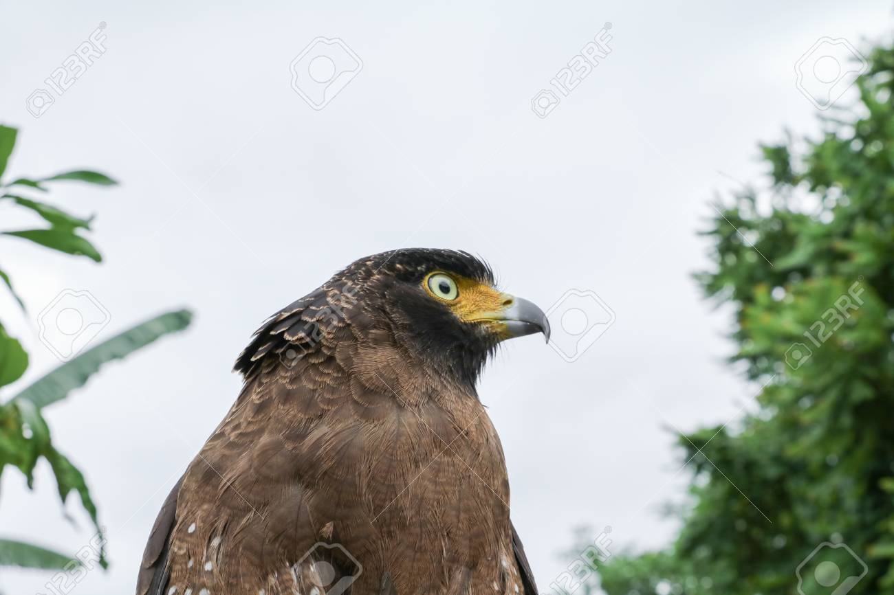 Falcon Peregrine Or Golden Eagle Closeup Sitting On Hand
