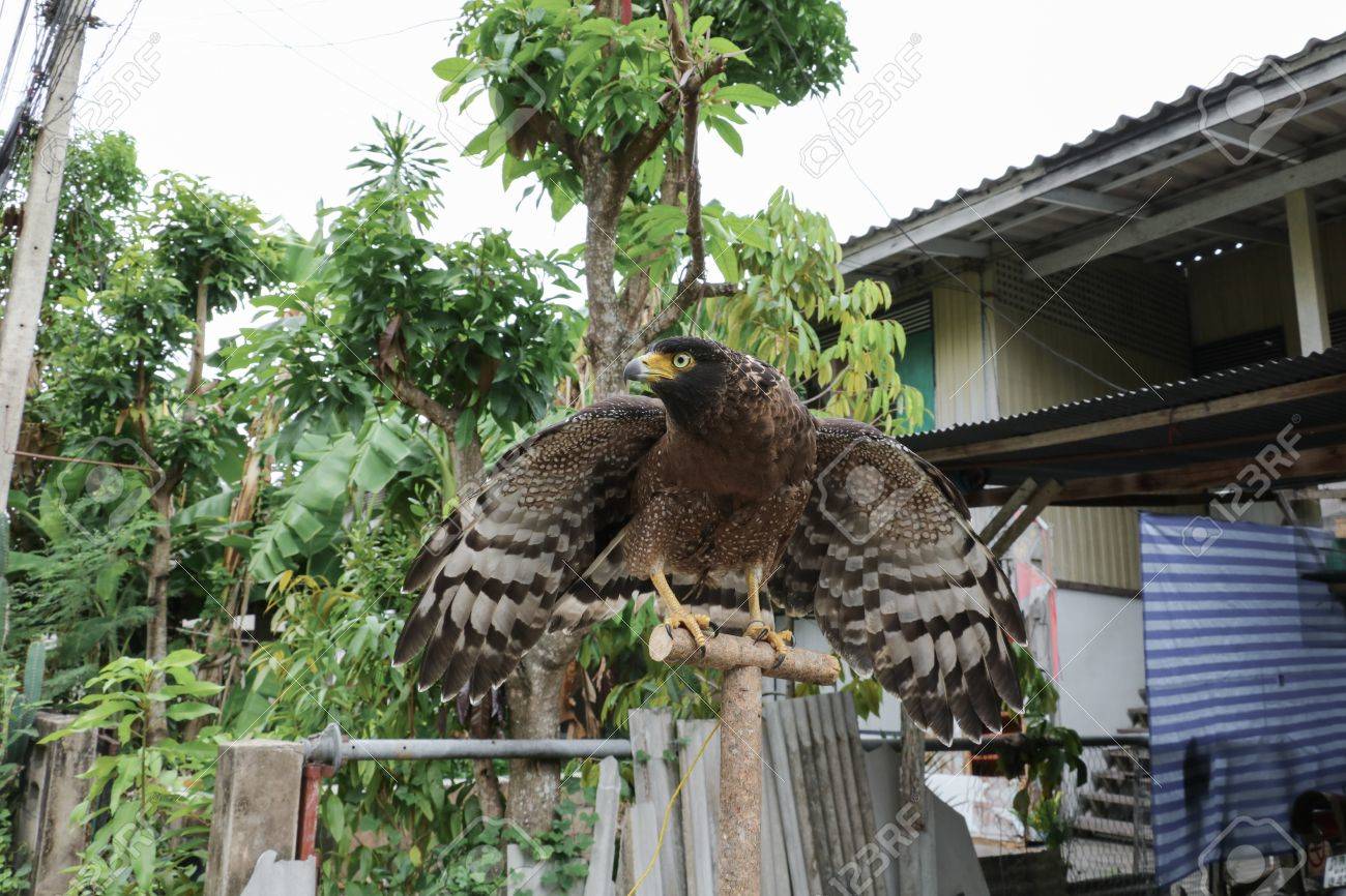 Dieta Africana Falco Aquila Sneakicphylneuga