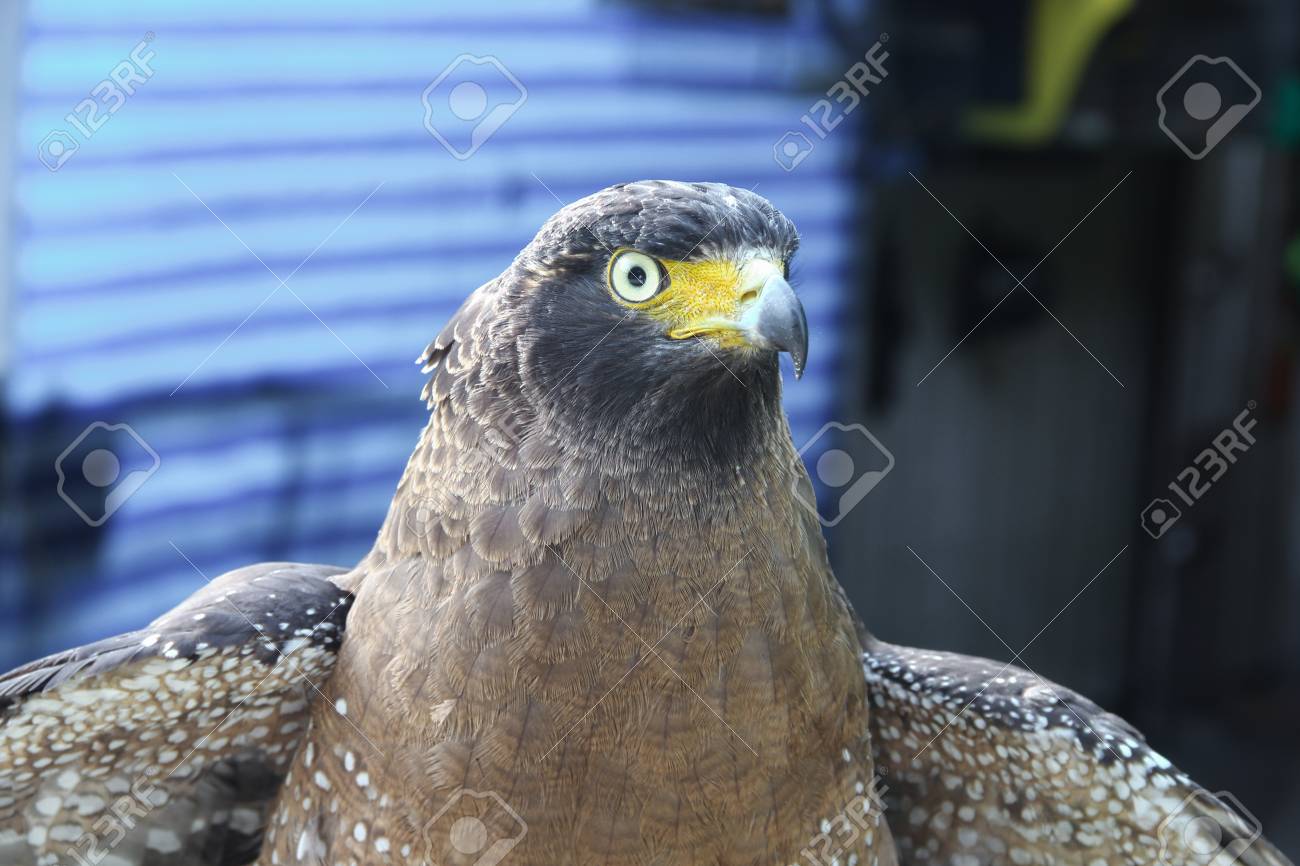 Falcon Peregrine Or Golden Eagle Closeup