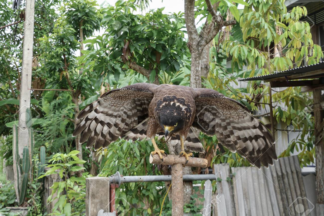 Il Falco Pellegrino O Laquila Reale è Bello Seleziona La Profondità Di Campo