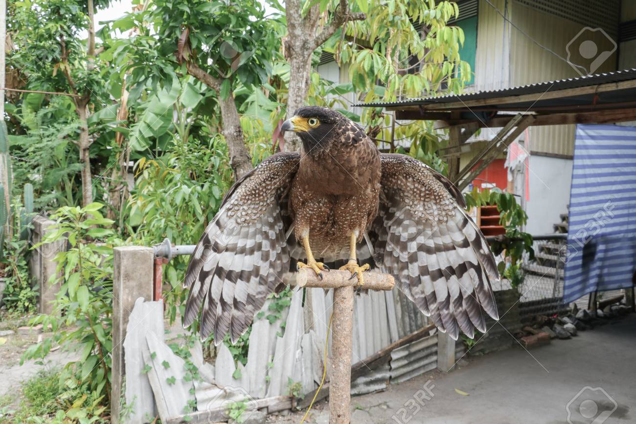 Il Falco Pellegrino O Laquila Reale è Bello Seleziona La Profondità Di Campo