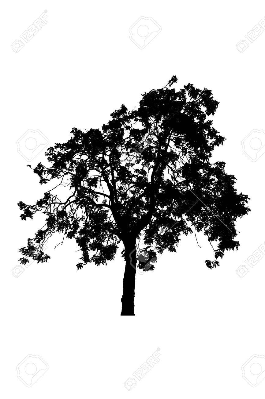 tree silhouettes beautiful isolated on white background - 147566200 tree silhouettes beautiful isolated on white background - 147566200