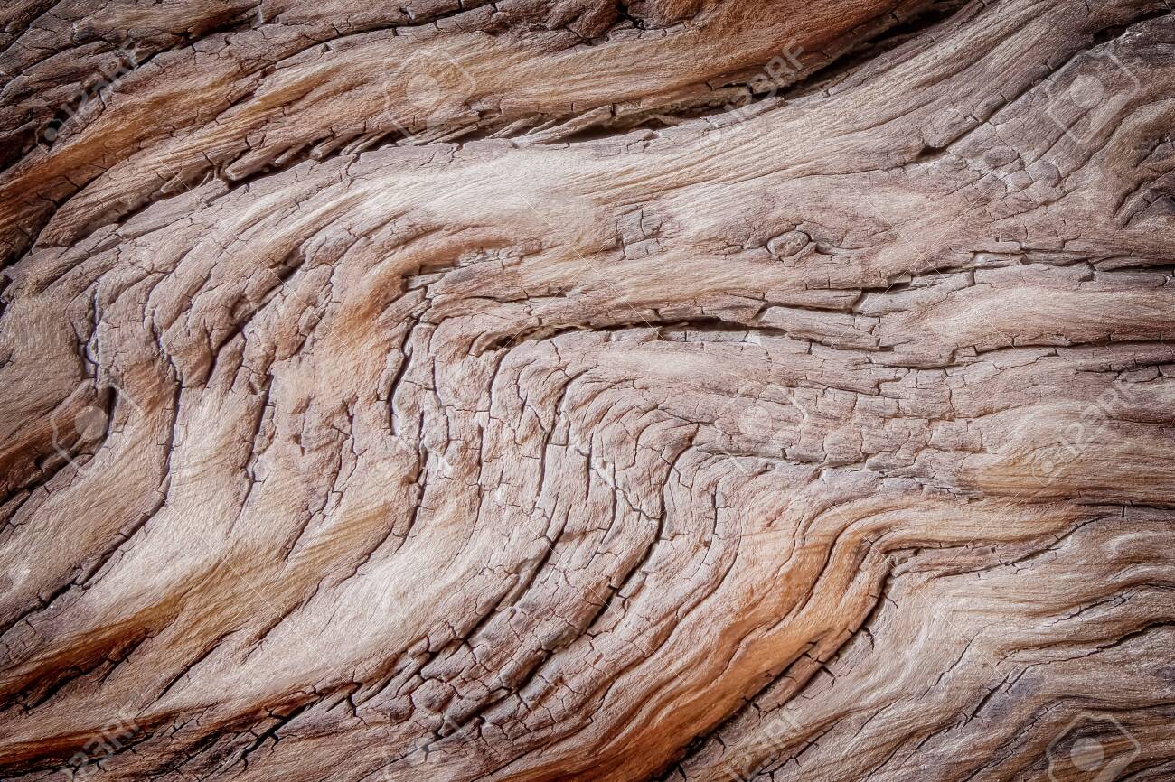 Wood texture, beach dead wood showing cracked pattern abstract background - 131063954 Wood texture, beach dead wood showing cracked pattern abstract background - 131063954