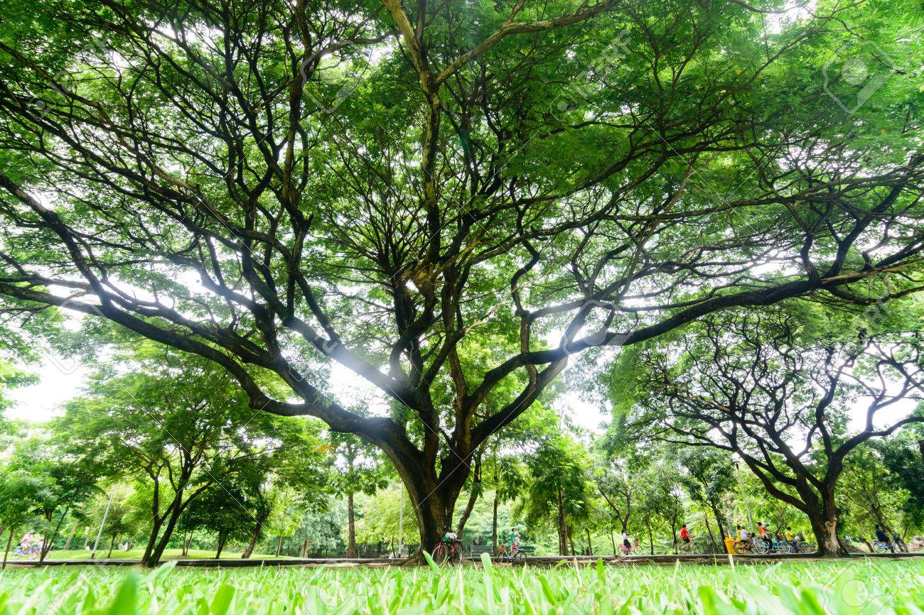 Perspectiva Vista De Ojo De Hormiga