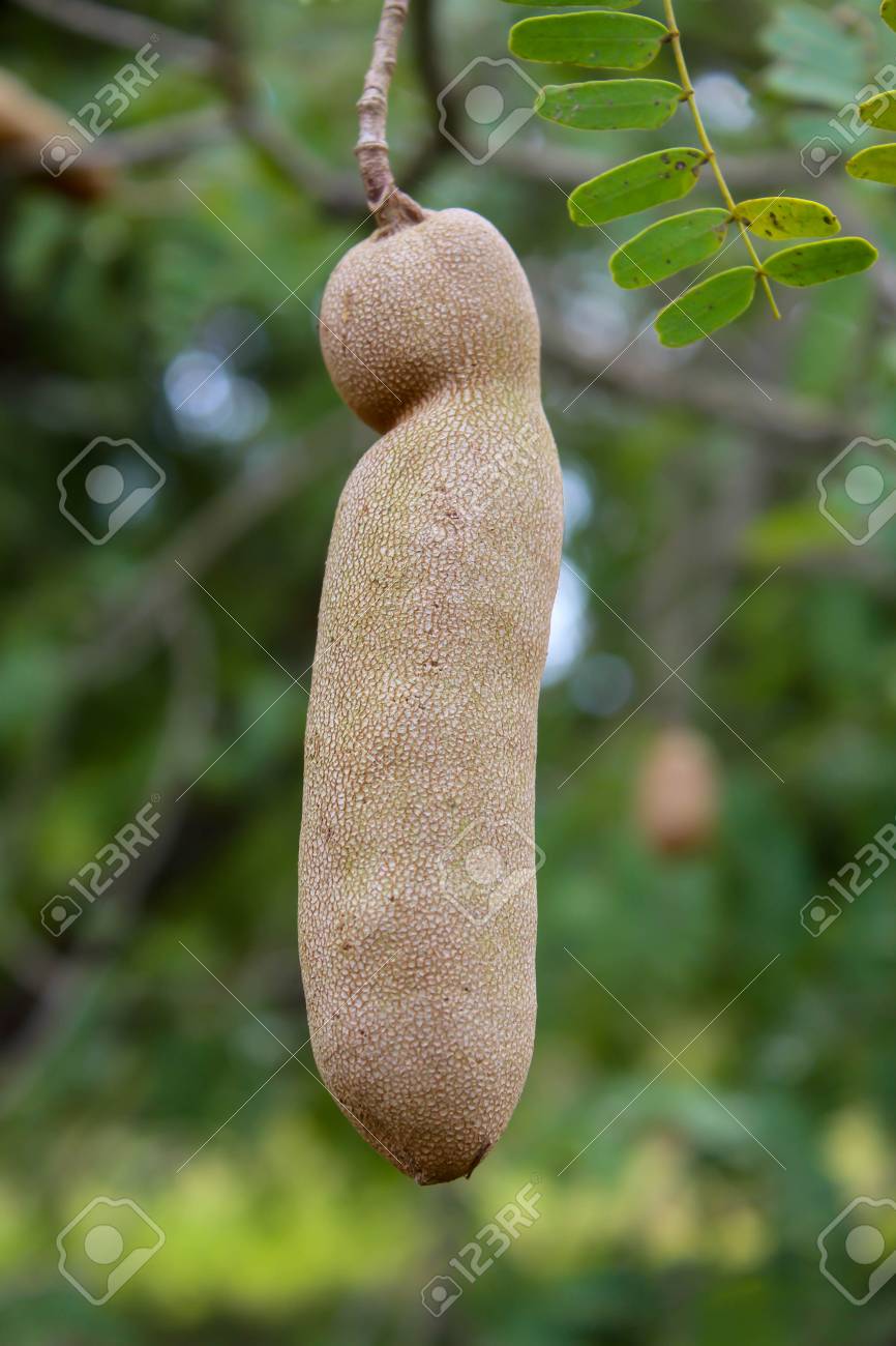 Single Tamarind Fruit On Tree Stock Photo Picture And Royalty Free Image Image