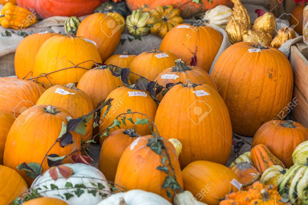 オレンジ色のハロウィンかぼちゃ の写真素材 画像素材 Image