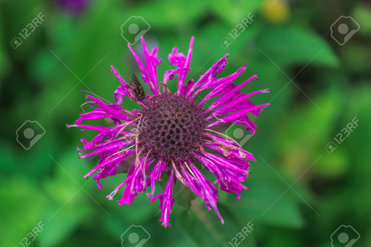 etiam-dictum-ipsum-a-felis