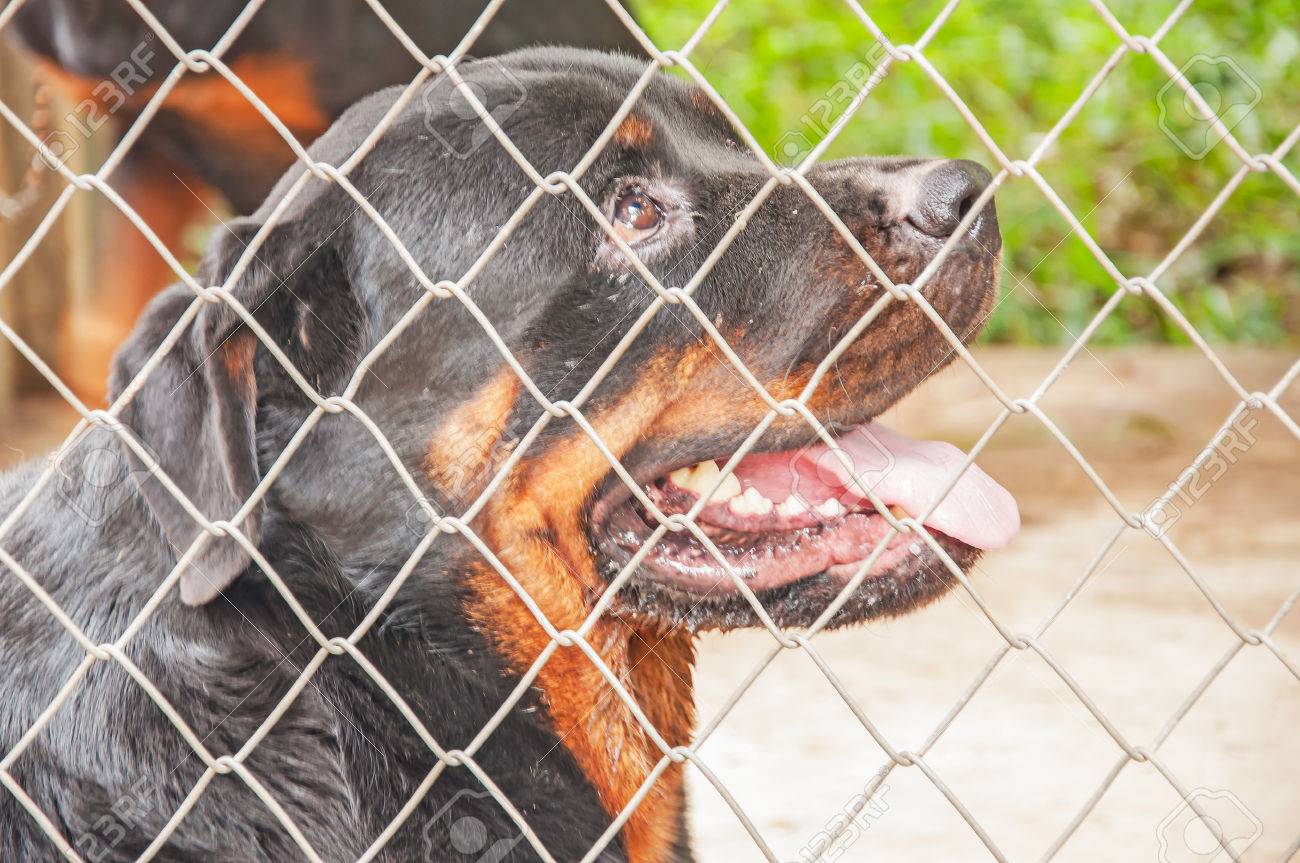 rottweiler cage