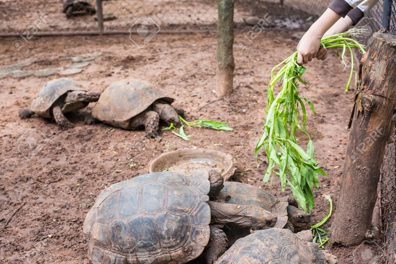 アジアの女の子は 巨大な亀に食べ物を与える の写真素材 画像素材 Image