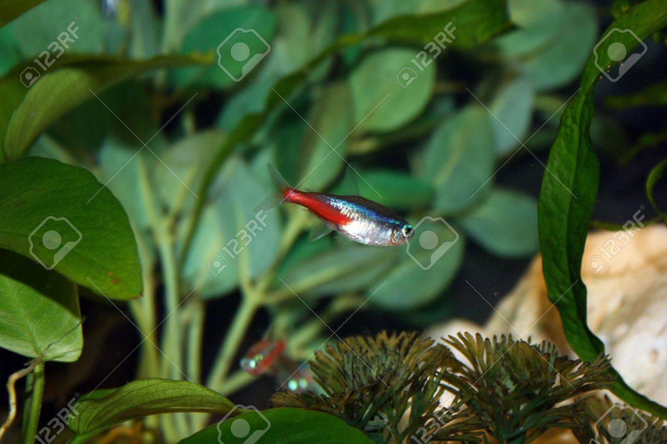 amazon tetra fish
