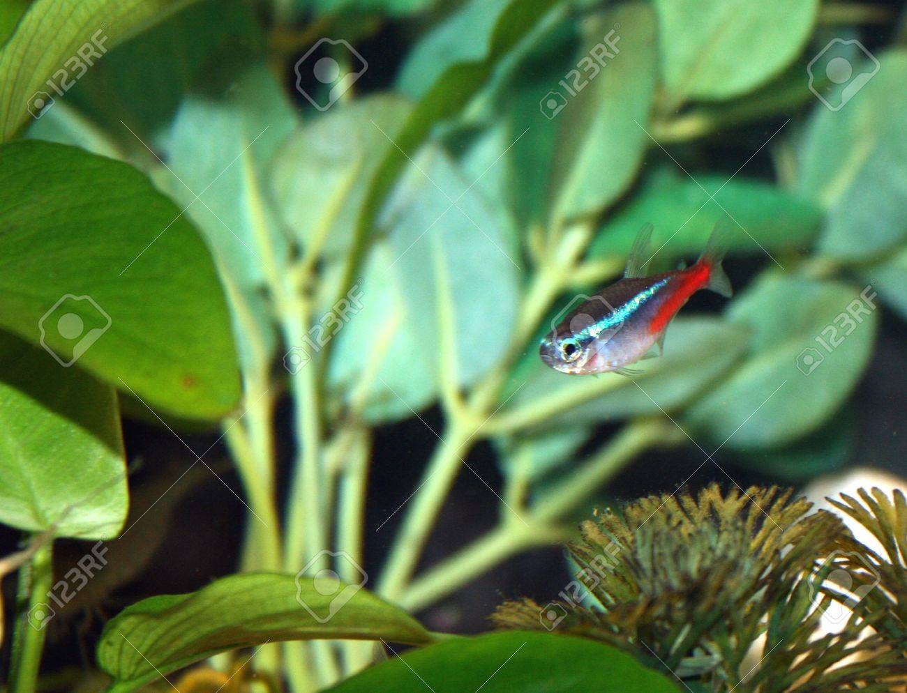 tetra tropical