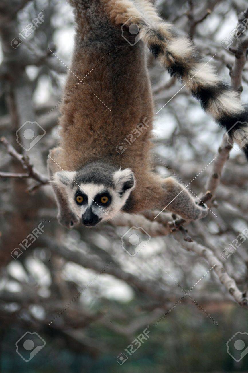 木に逆さまにぶら下がってリング尾キツネザル キツネザルは その自然の生息地の破壊による絶滅危惧種です アフリカの海岸のマダガスカルの島で見つけることができます の写真素材 画像素材 Image
