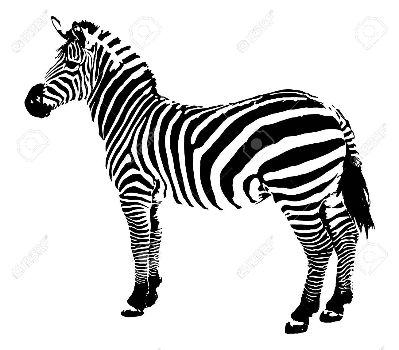zebra illustration royalty free cliparts vectors and stock