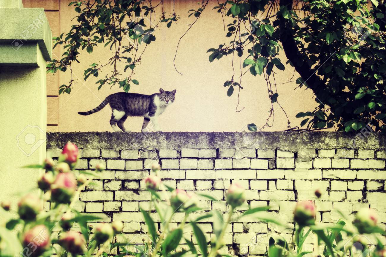 Katze Die Auf Backsteinmauer Im Schonen Garten Mit Blumen Geht Lizenzfreie Fotos Bilder Und Stock Fotografie Image 90868943
