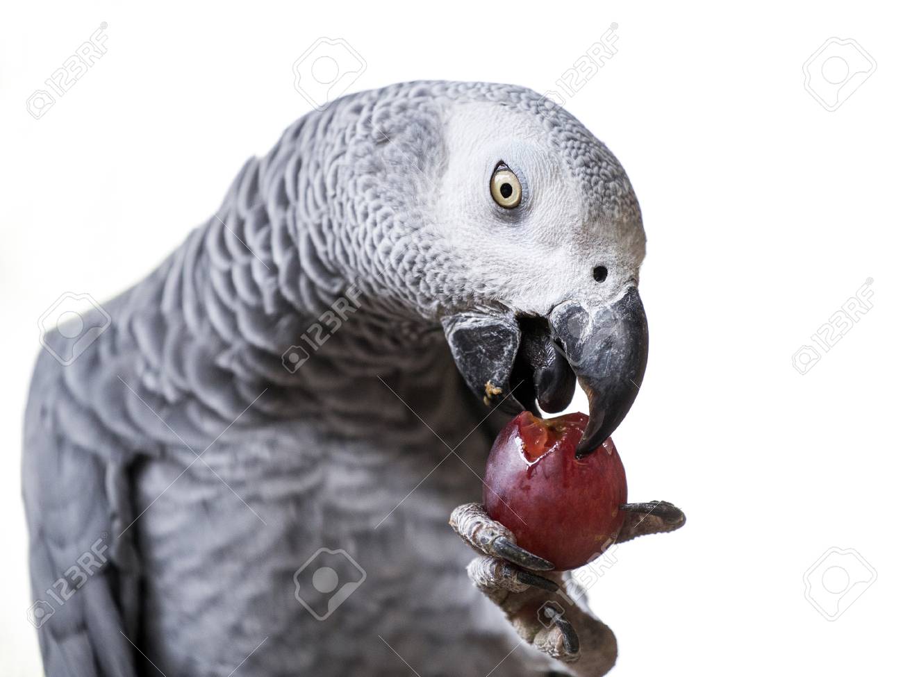 african grey parrot food