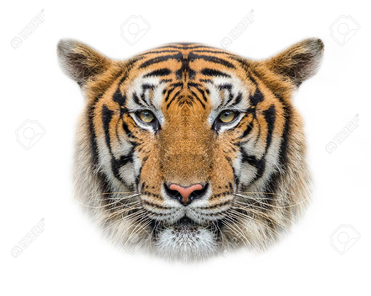 Tiger S Face On A White Background Stock Photo Picture And Royalty Free Image Image