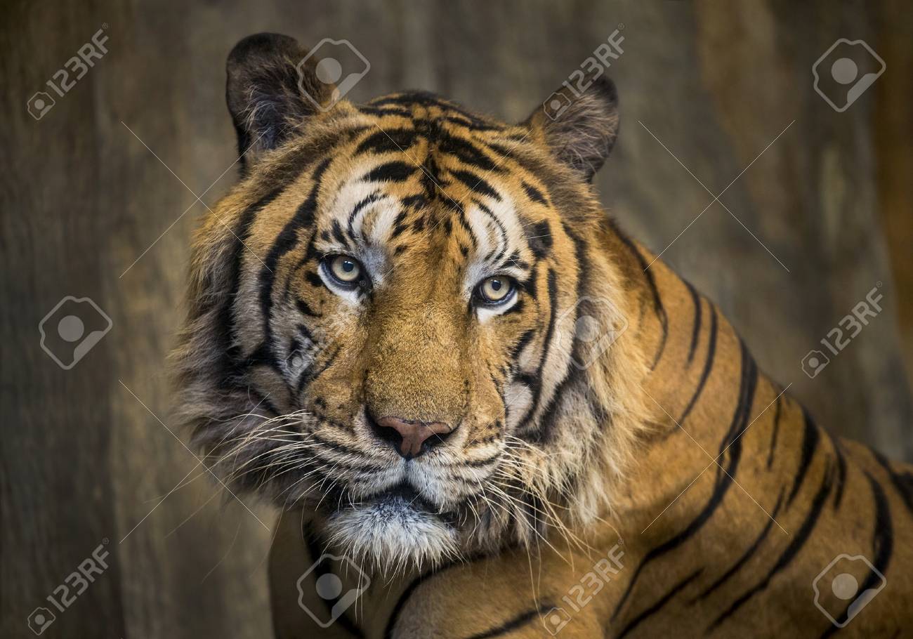asian tigers