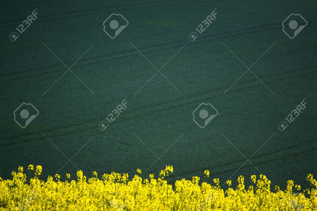 緑のスプリング フィールド抽象エコ背景 夏黄色の菜の花の壁紙 菜種花が咲く の写真素材 画像素材 Image 緑のスプリング フィールド抽象エコ背景 夏黄色の菜の花の壁紙 菜種花が咲く の写真素材 画像素材 Image