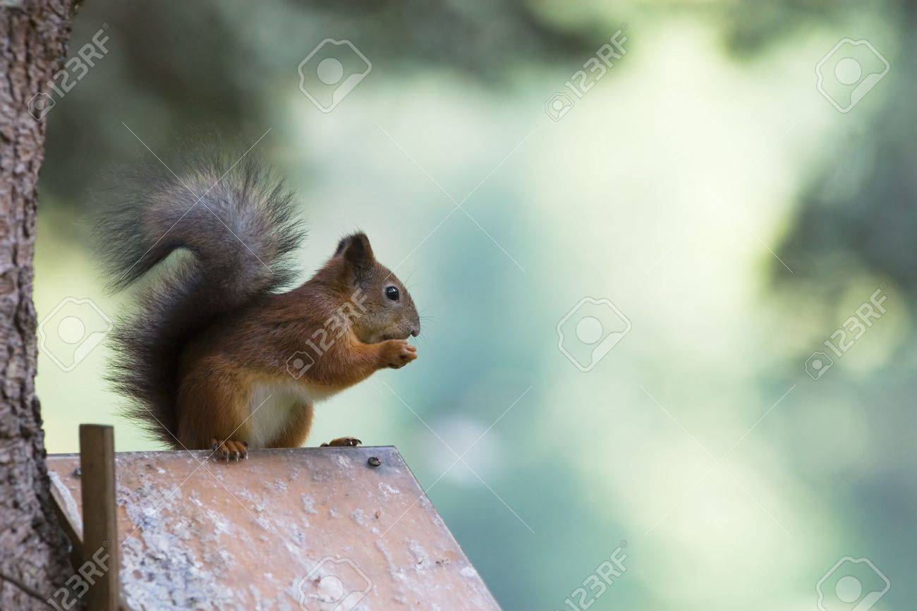 Eichhornchen Auf Vogel Haus Sitzen Und Essen Nut Lizenzfreie Fotos