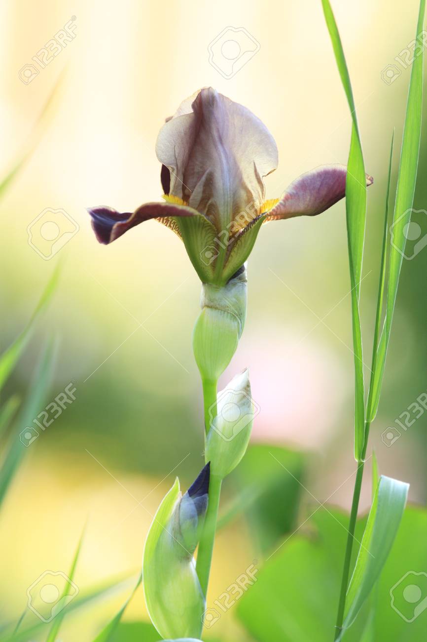 etiam-dictum-ipsum-a-felis