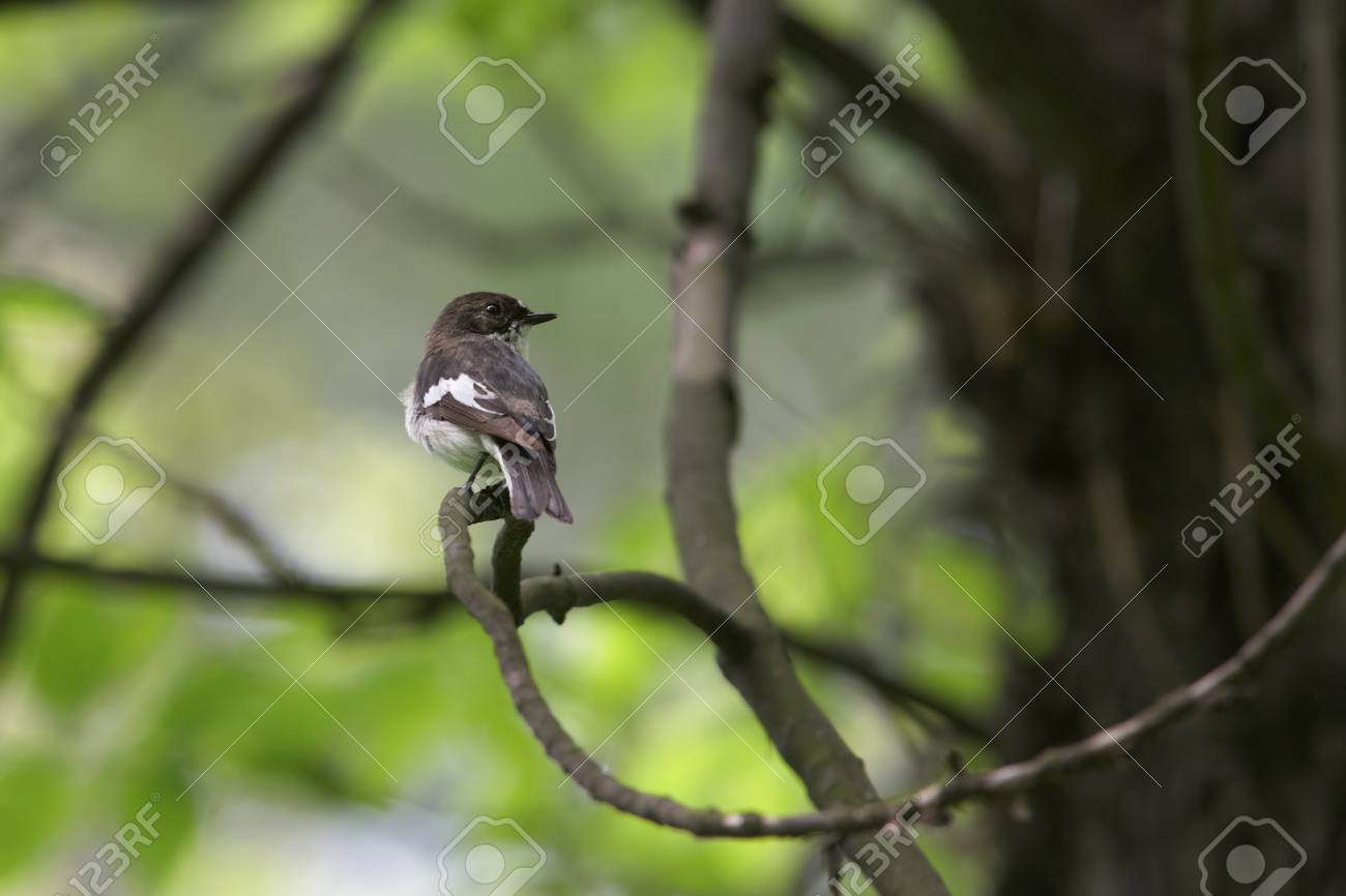 etiam-dictum-ipsum-a-felis