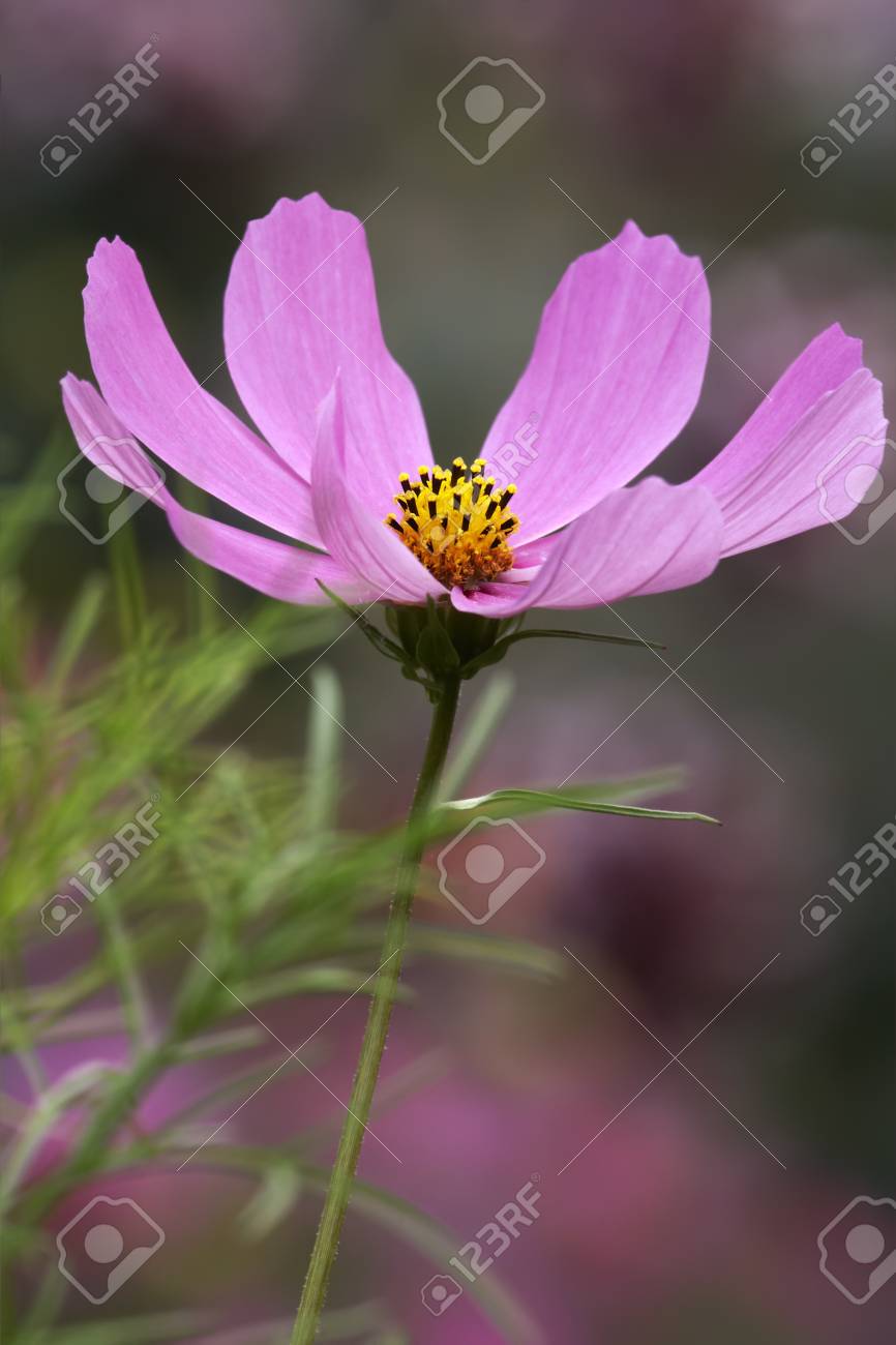 コスモスの花のつぼみをクローズ アップ の写真素材 画像素材 Image