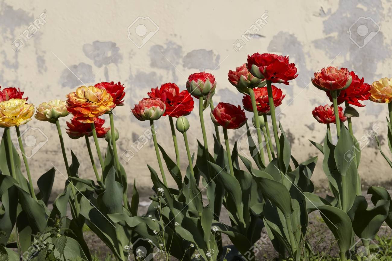 etiam-dictum-ipsum-a-felis