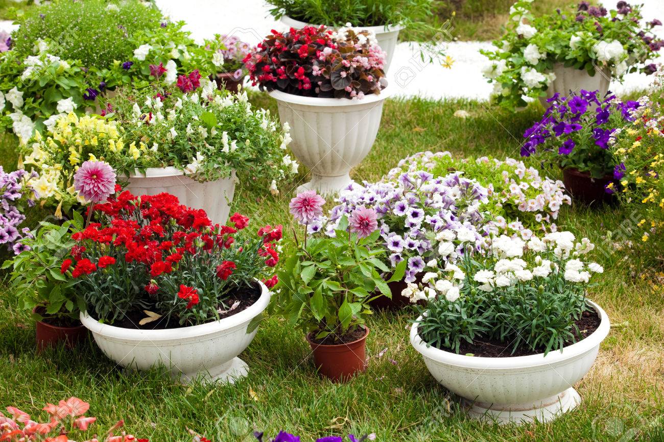 Different Kinds Of Garden Flowers In Pots Landscape Design Flowers