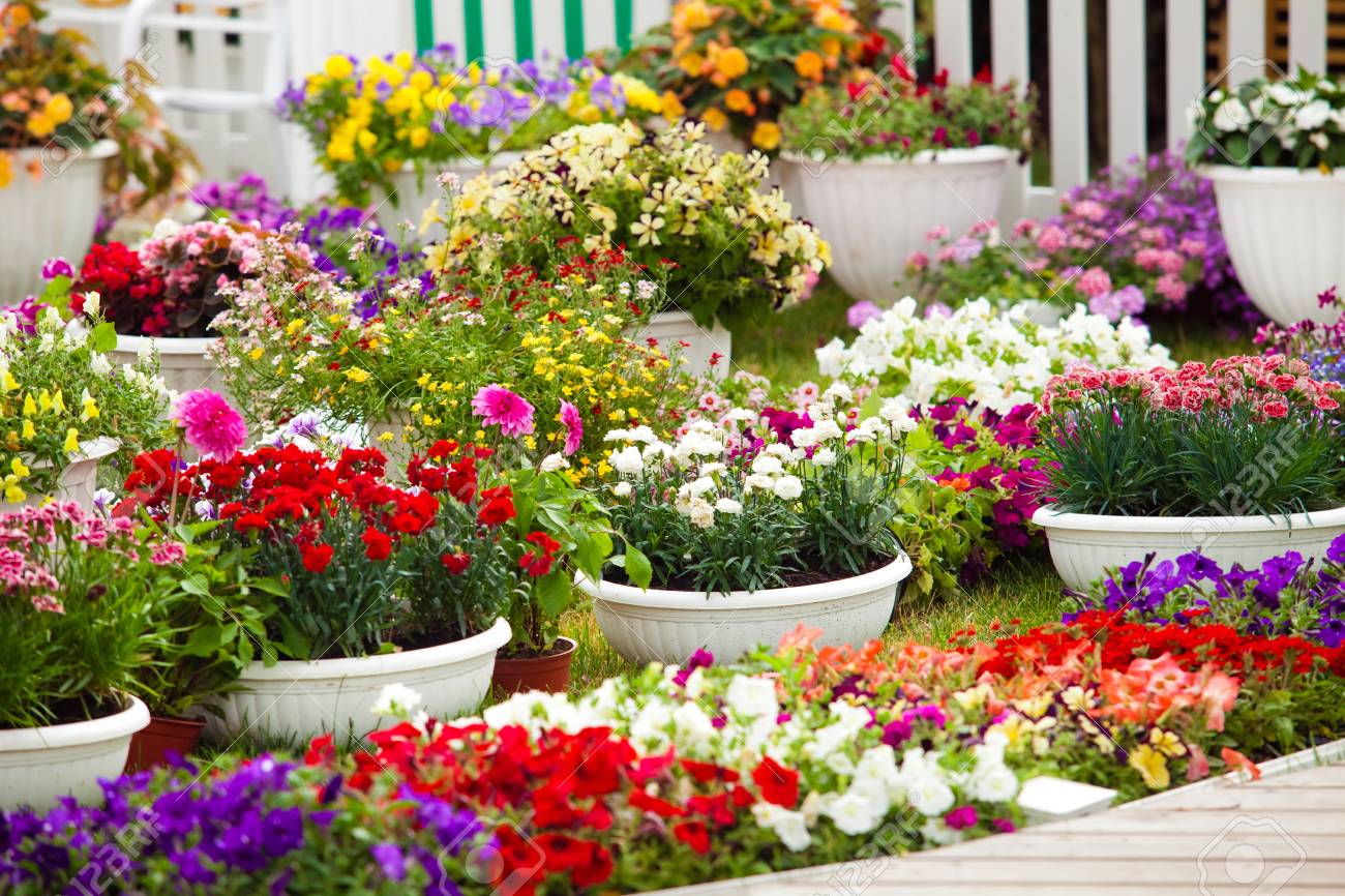 鉢に花の種類 ランドス ケープ デザインの花 Potflowers でカラフルなペチュニア の写真素材 画像素材 Image