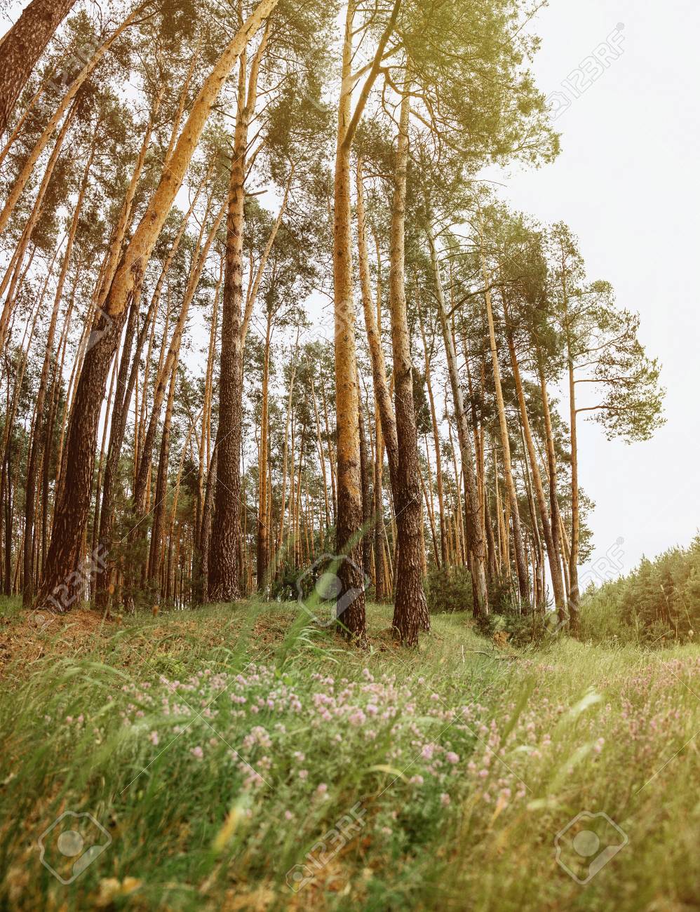 緑の草の夏の色と道路の眺めと森の中で絵のように高い 細い松の木 の写真素材 画像素材 Image 緑の草の夏の色と道路の眺めと森の中で絵のように高い 細い松の木 の写真素材 画像素材 Image