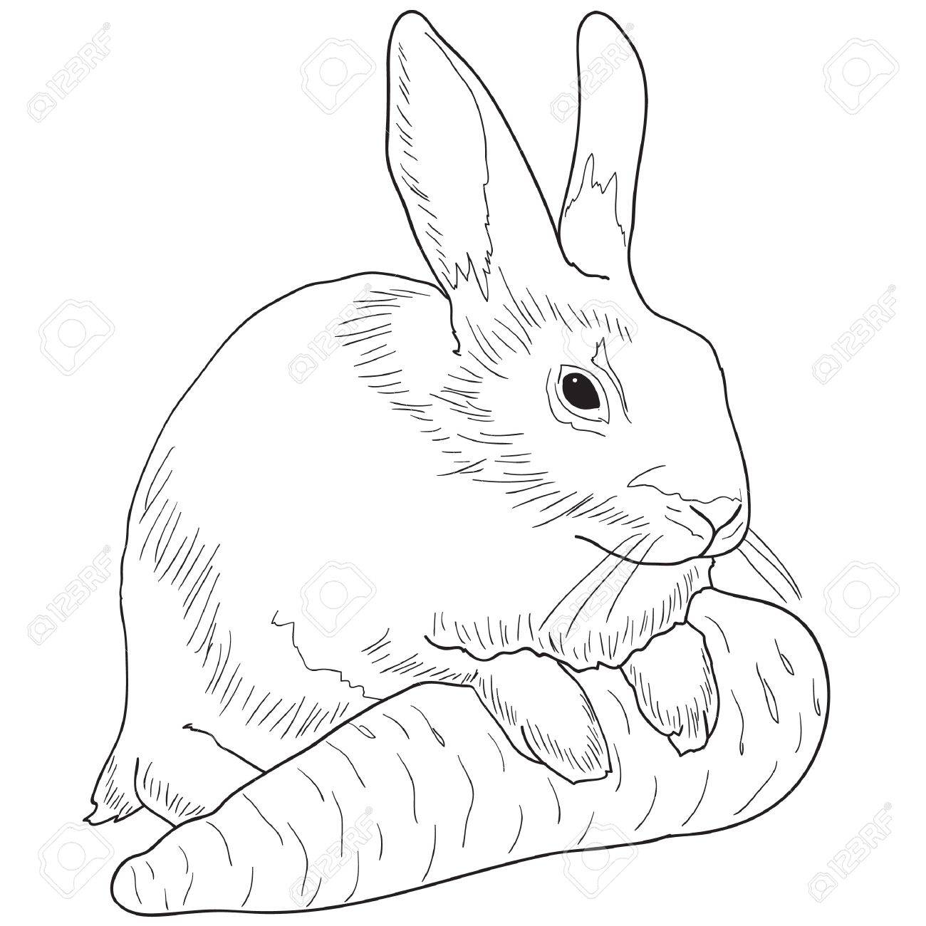 Monochrome Image Of A Rabbit With A Carrot Royalty Free Cliparts