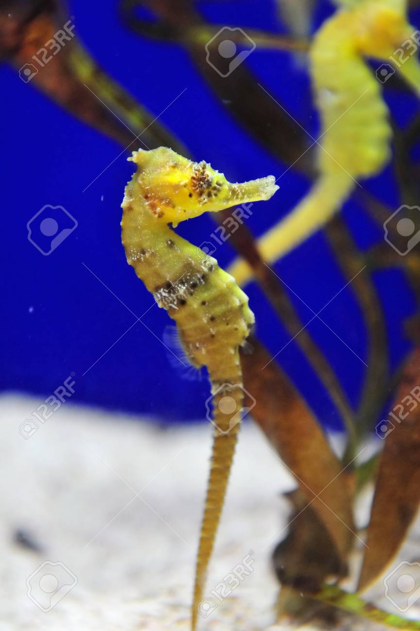 その海草の生息地でタツノオトシゴ の写真素材 画像素材 Image
