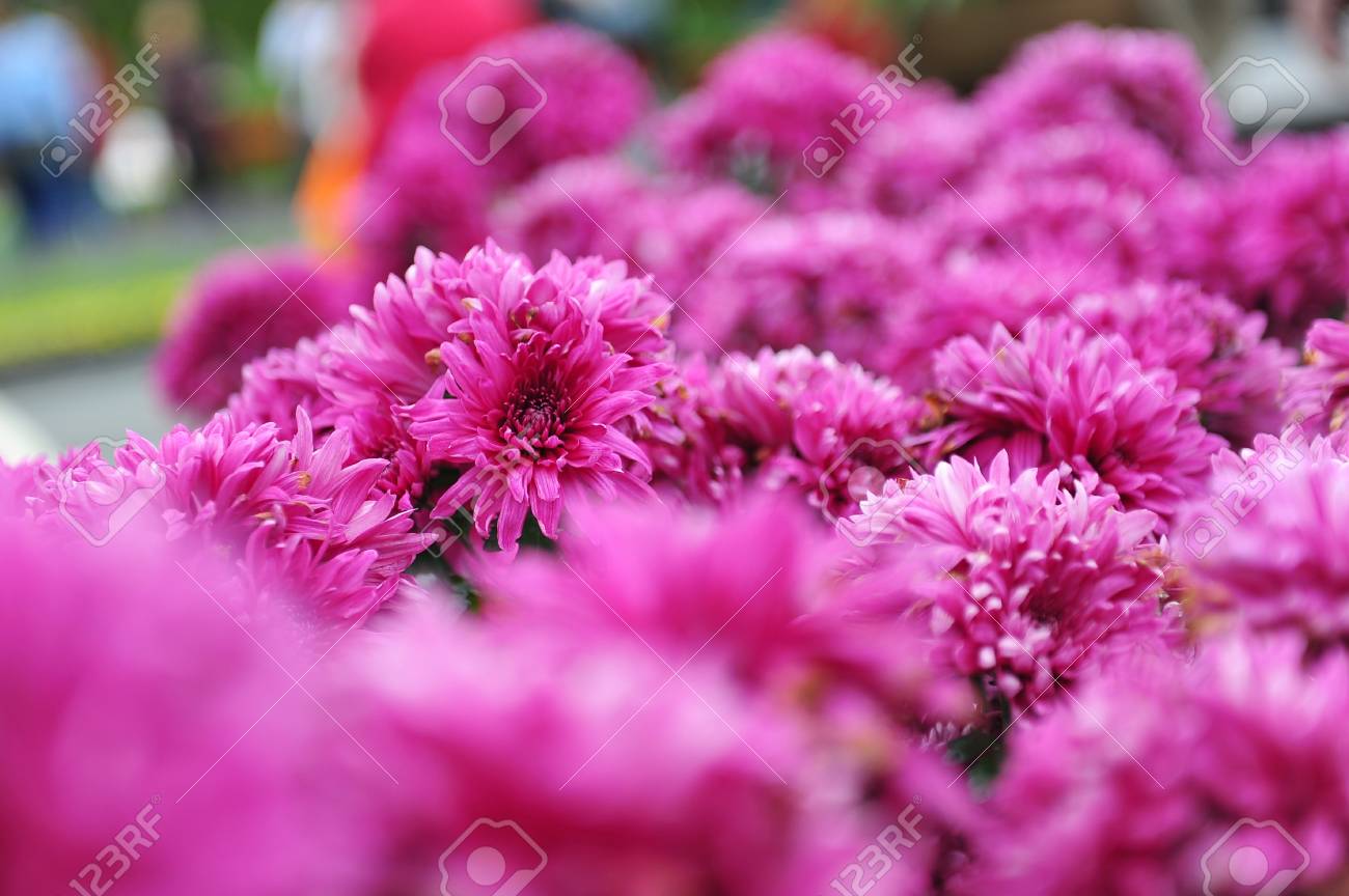 pink chrysanthemum flowers blooming