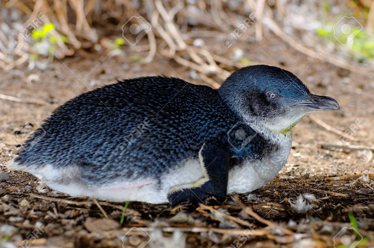 フィリップ島 オーストラリアの野生の小さなペンギン の写真素材 画像素材 Image