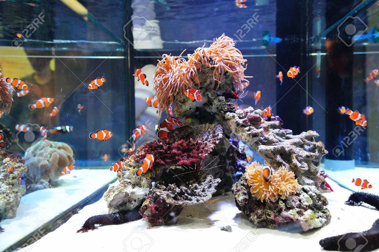 clown fish tank