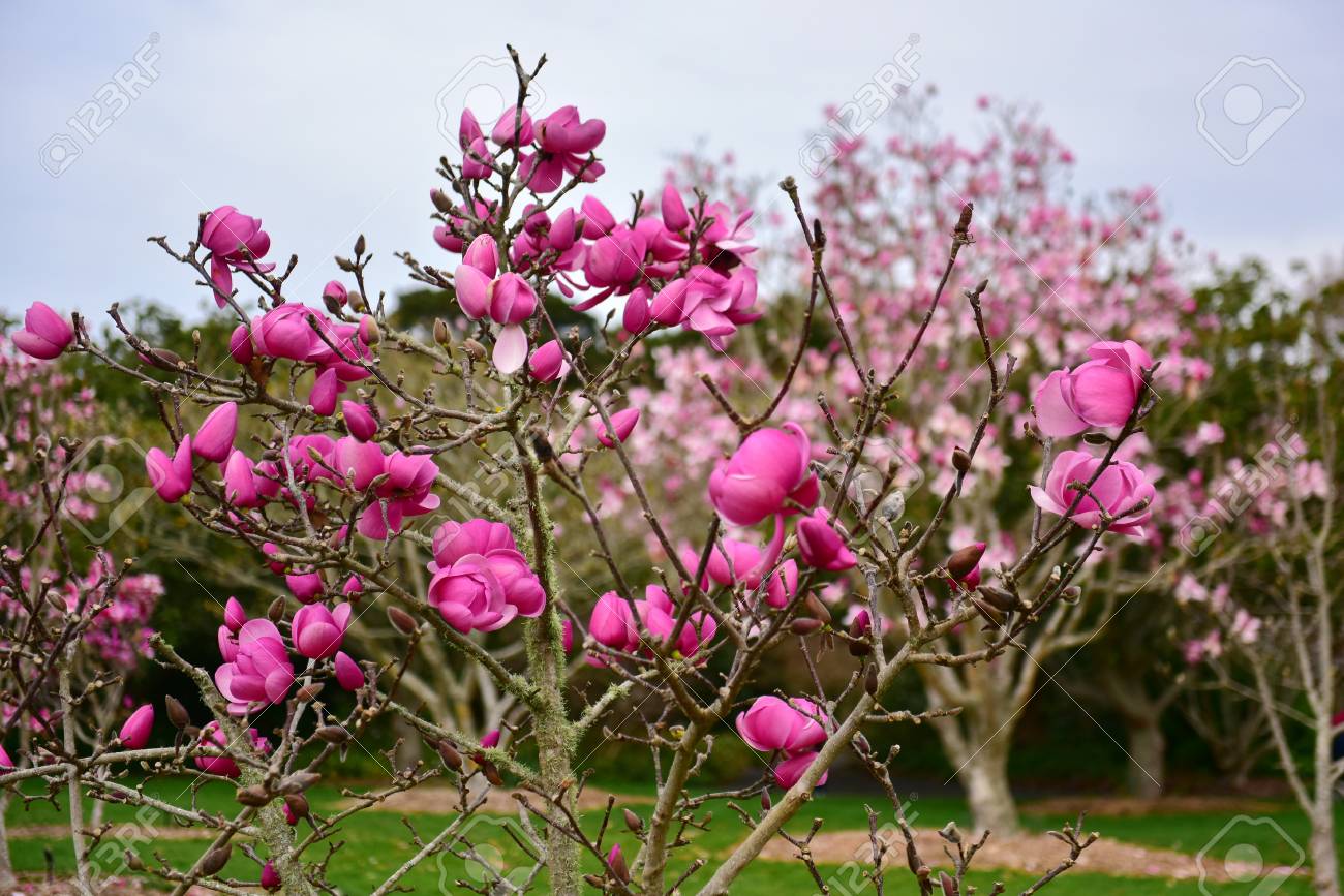 ニュージーランドのオークランド 植物園で冬の終わりに咲くマグノリアの花 の写真素材 画像素材 Image 0842