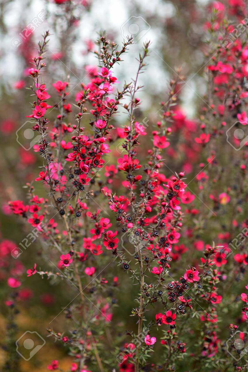 ニュージーランドのオークランド植物園で春に咲くレッドウィリドナの花 の写真素材 画像素材 Image ニュージーランドのオークランド植物園で春に咲くレッドウィリドナの花 の写真素材 画像素材 Image