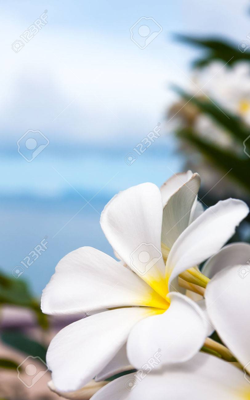青い空と海とプルメリアの花 の写真素材 画像素材 Image