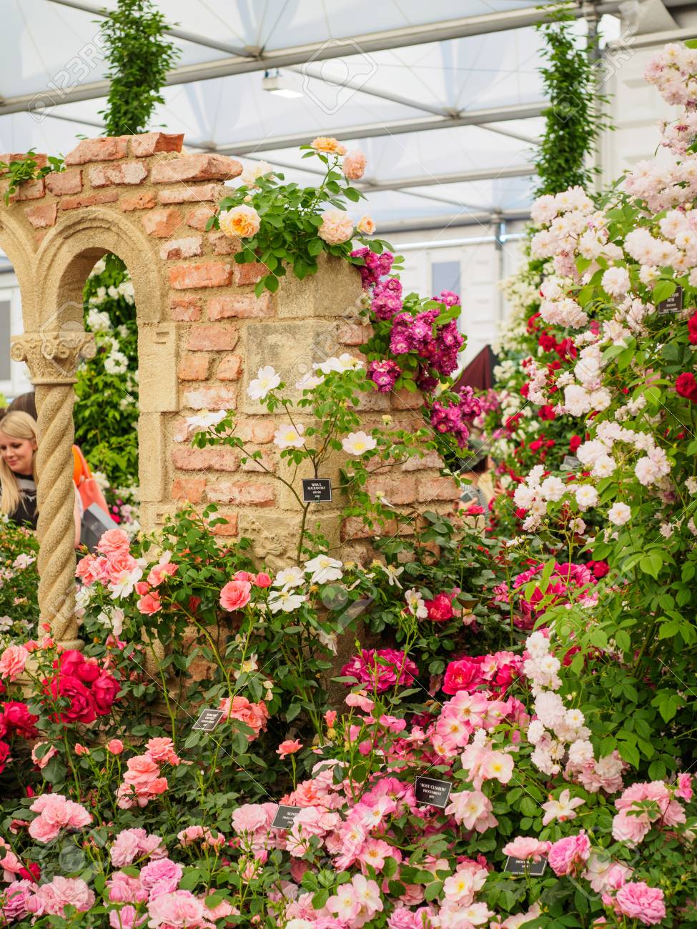 ロンドン イギリス 17 年 5 月 25 日 Rhs チェルシーフラワー ショー 17 訪問者を観察することは斑入りバラ表示です の写真素材 画像素材 Image