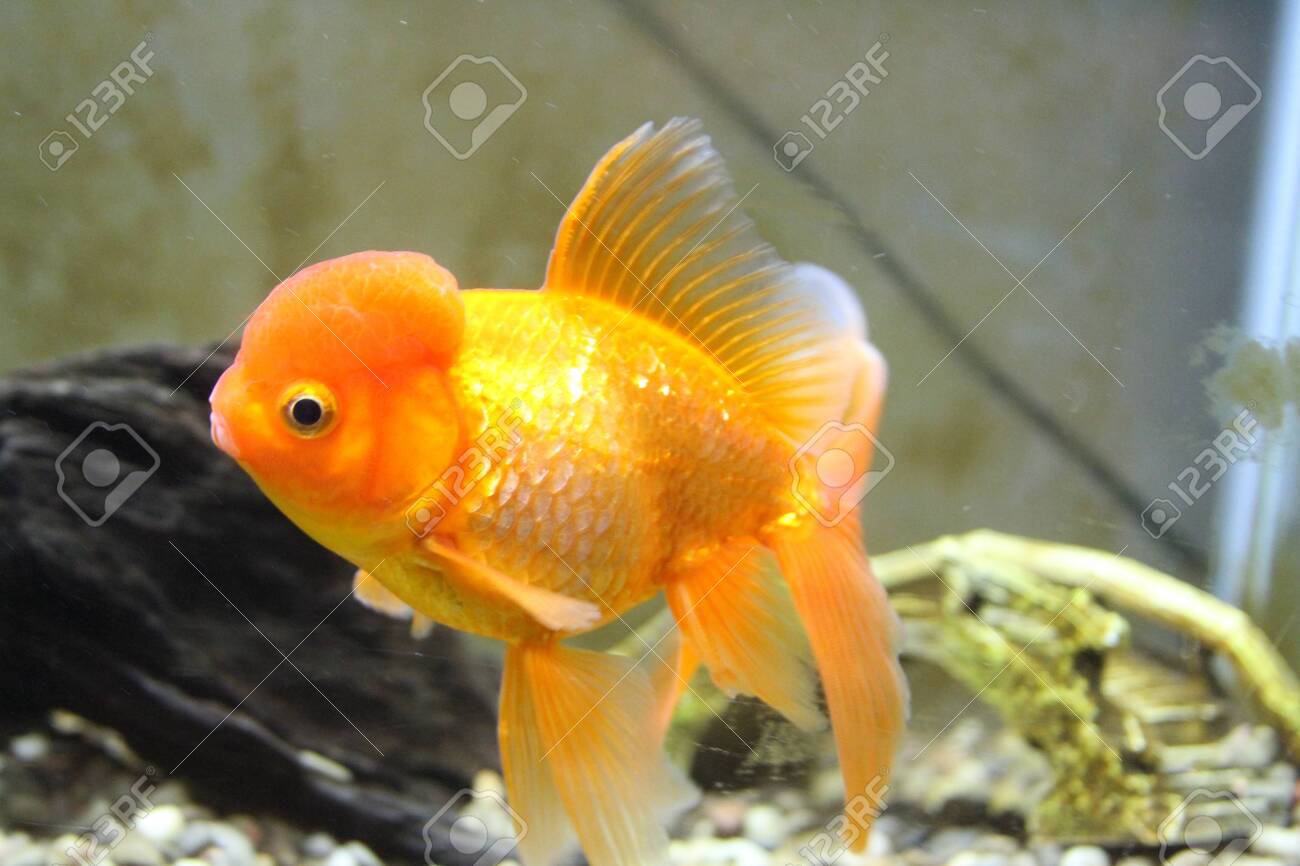 decorative goldfish