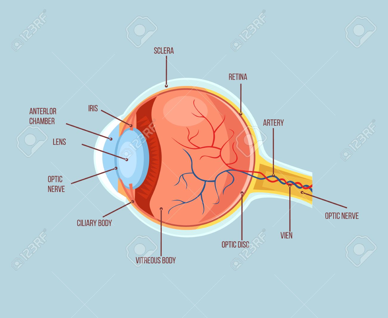 人間の目の 配色構造解剖学 フラット漫画イラスト のイラスト素材 ベクタ Image