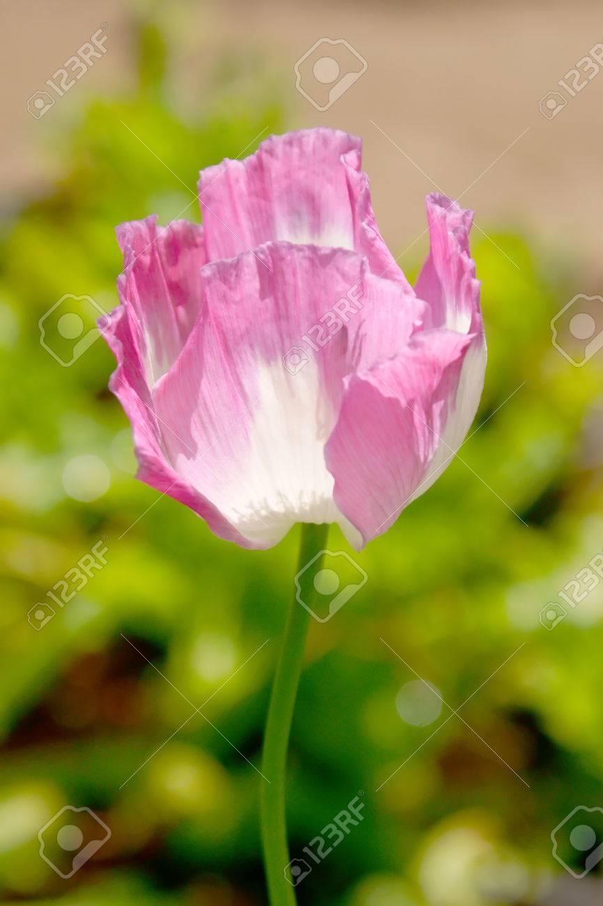 The Juice of the Poppy