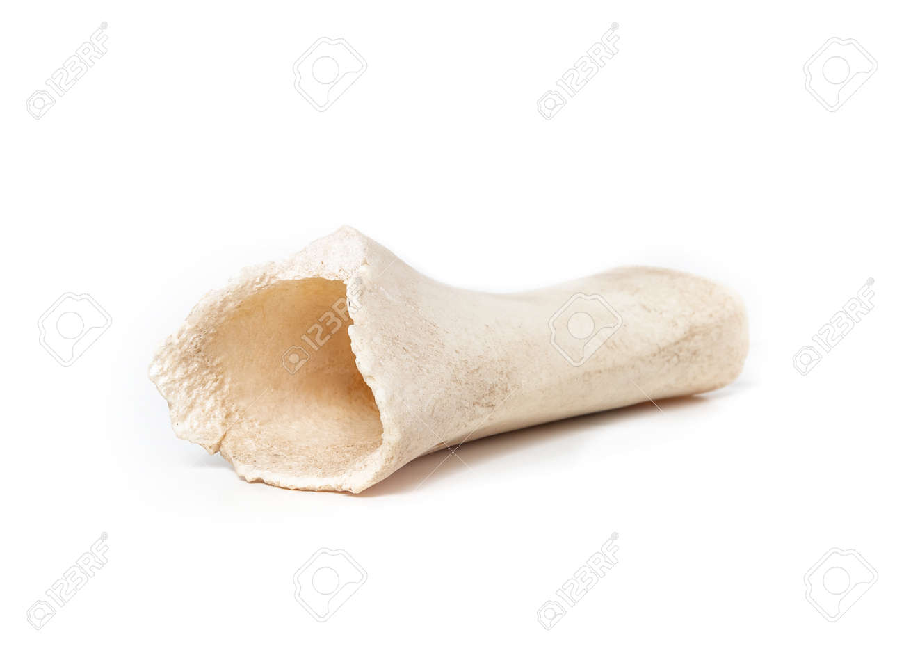 femur dog bone