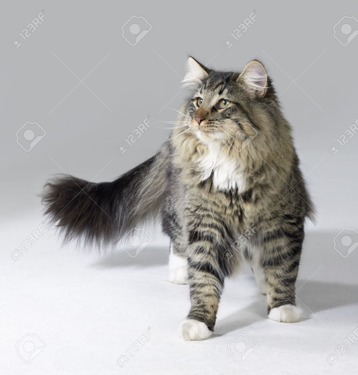 Tabby Norwegian Forest Kitten In Light Grey Back Stock Photo, Picture and  Royalty Free Image. Image 10838322., image size:1243x1300