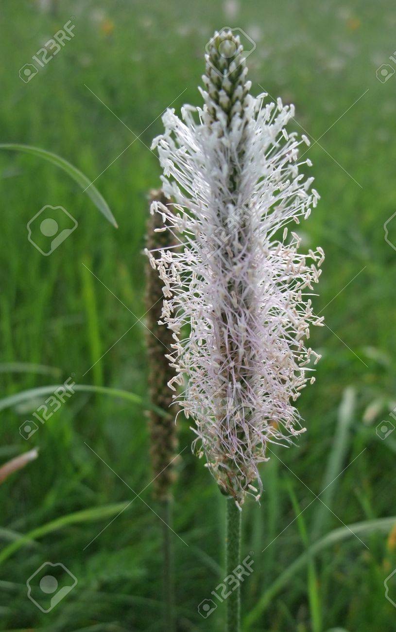 植物の花の名前付け オオバコ メディア 緑の草が茂った戻る の写真素材 画像素材 Image