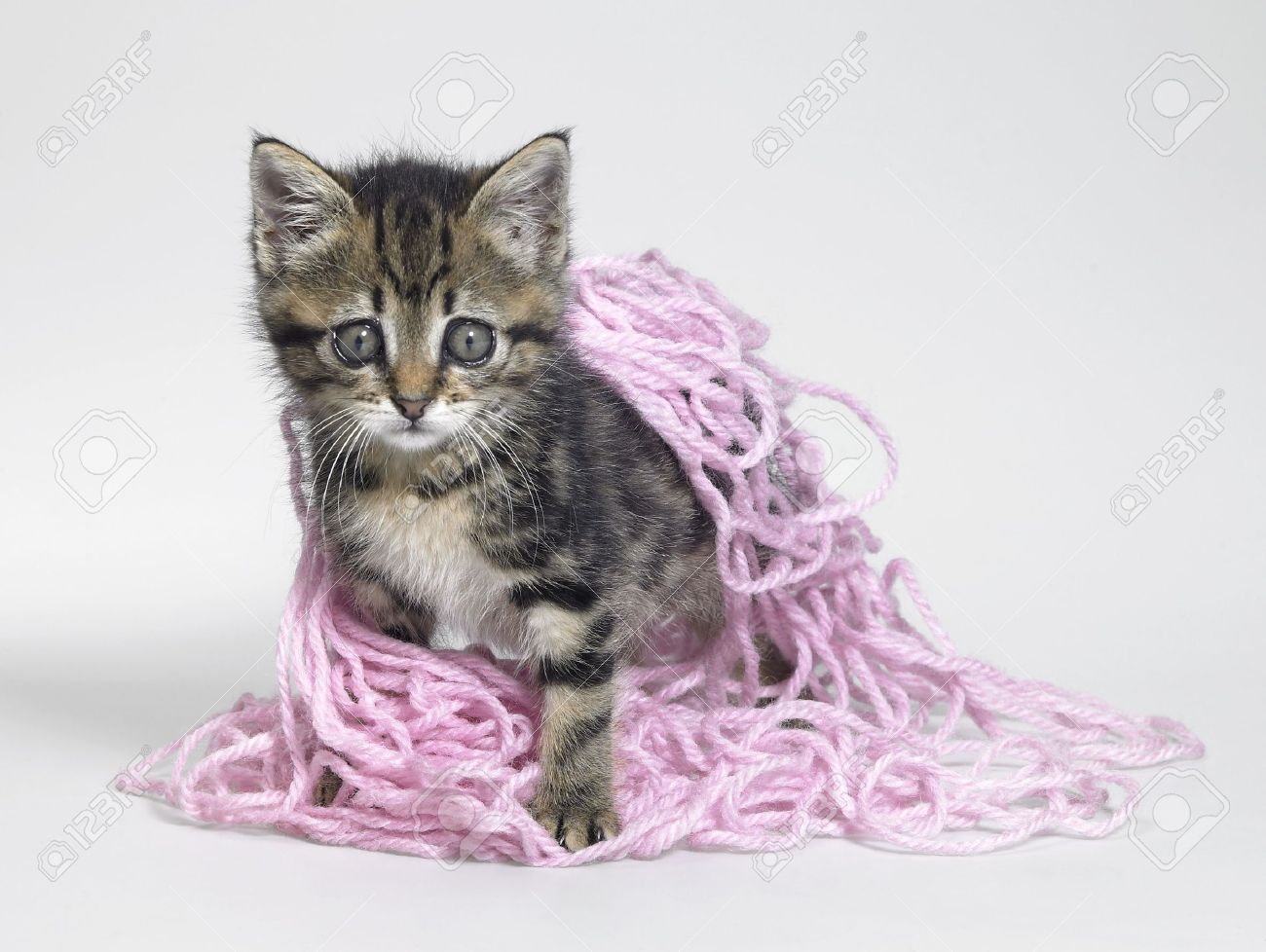 kitten playing with wool