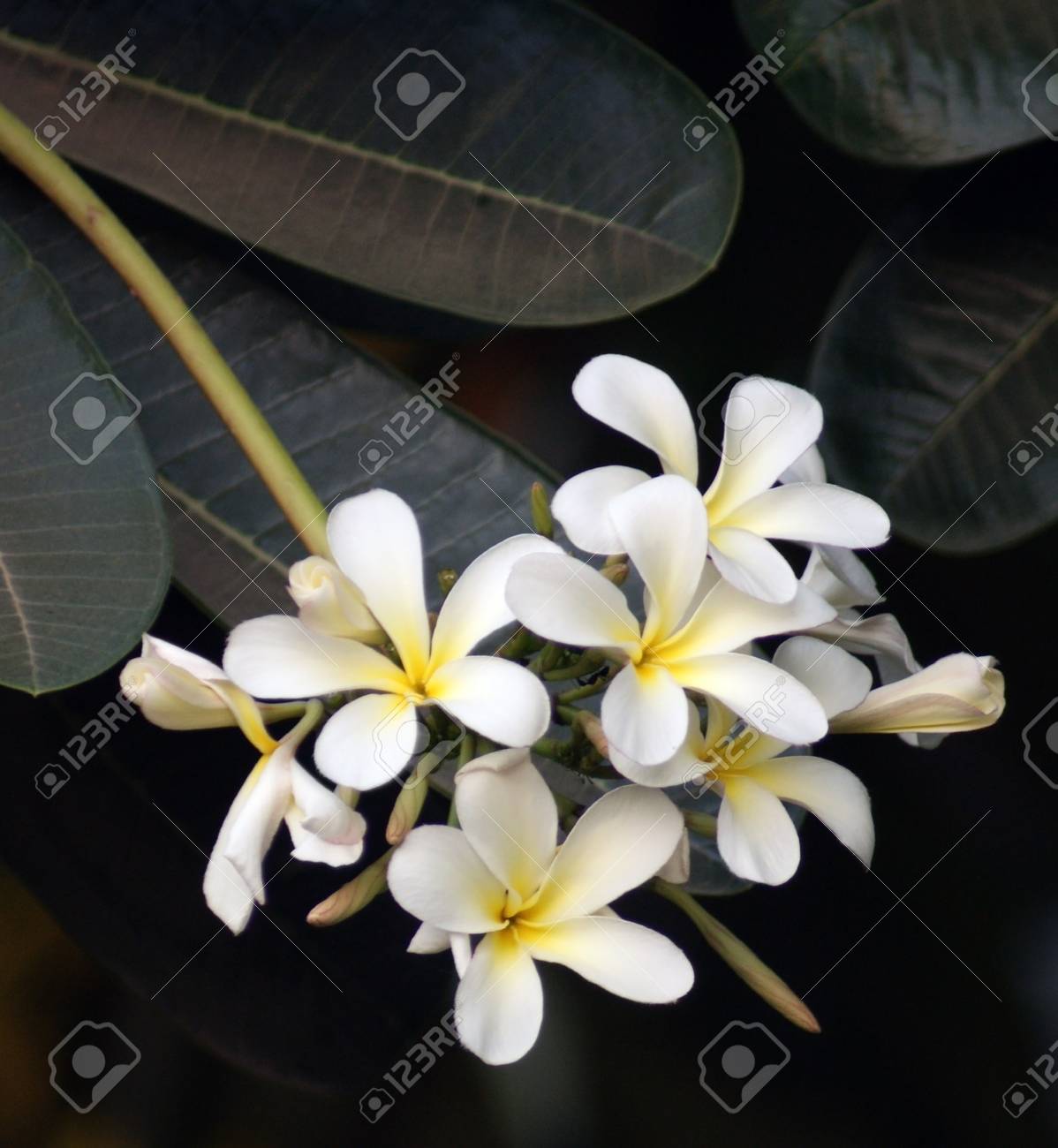 インドで見られるいくつかの白い花の細部 の写真素材 画像素材 Image インドで見られるいくつかの白い花の細部 の写真素材 画像素材 Image
