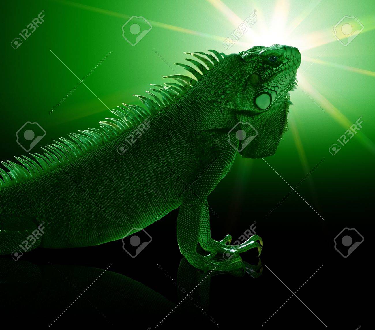 Retrato De Una Iguana Verde En Tonos Verde Mistico Ambiente Artificial Fotos Retratos Imagenes Y Fotografia De Archivo Libres De Derecho Image 18552579 retrato de una iguana verde en tonos verde mistico ambiente artificial