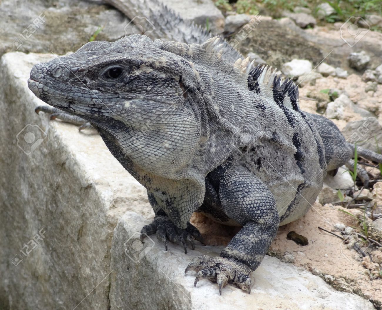 メキシコの岩で休む大きい灰色トカゲの肖像画 の写真素材 画像素材 Image