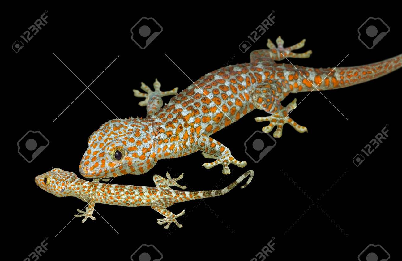 トッケイヤモリ PLUS ver. | energysource.com.br